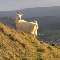 Kashmir goat, feral goat